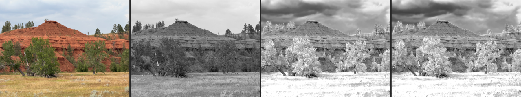 Red cliffs with cottonwoods and grass: the red rock holds mid-gray while the trees and the grass go white, the Wood effect